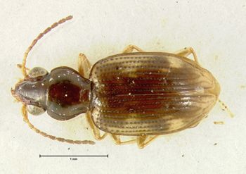 Media type: image;   Entomology 33063 Aspect: habitus dorsal view